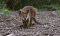 Wallabia bicolor
